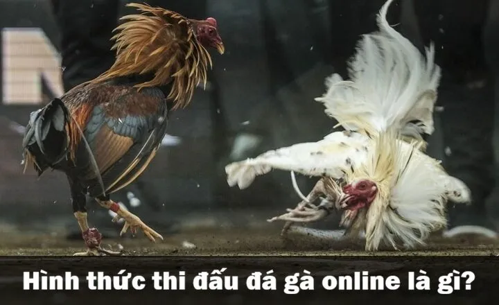 Đá gà online là gì?